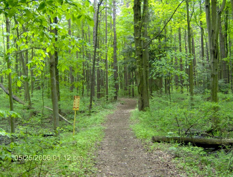 Elgin Stewardship Council » Calton Swamp Wetland Complex